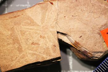 Media type: image;   Entomology PALE-1159